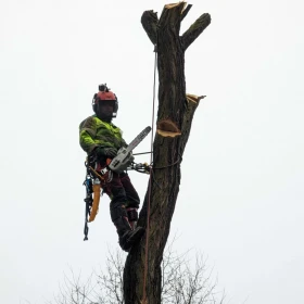 Wycinka i pielęgnacja drzew | Usługi rębakiem | Usuwanie pni | Koszenie traw | Karczowanie działek | Drewno opałowe i kominkowe