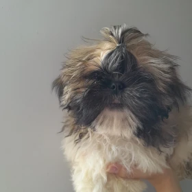 szczeniak shih tzu 