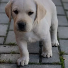 Labrador 