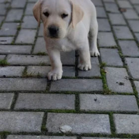 Labrador 