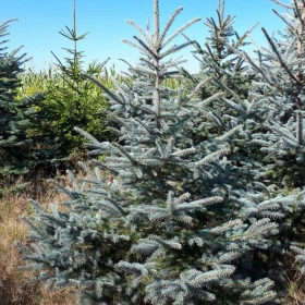 Choinki - świerk srebrny, plantacja