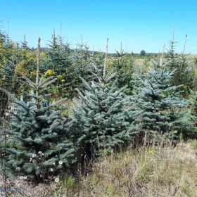 Choinki - świerk srebrny, plantacja