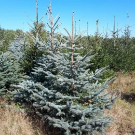 Choinki - świerk srebrny, plantacja