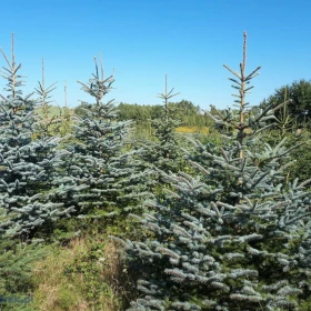 Choinki - świerk srebrny, plantacja