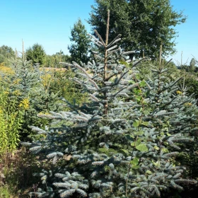 Choinki - świerk srebrny, plantacja