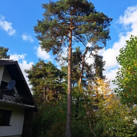 Wycinka drzew metodami alpinistycznymi, koszenie traw i nieużytków 