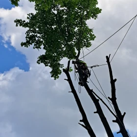 Wycinka drzew metodami alpinistycznymi, koszenie traw i nieużytków 