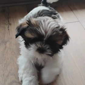 Shih tzu  shitzu piesek I sunia