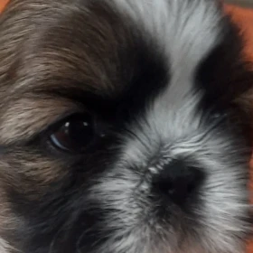 Shih tzu  shitzu piesek I sunia