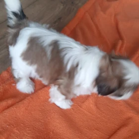 Shih tzu  shitzu piesek I sunia