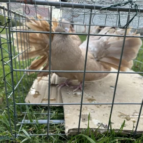 Gołębie Pawiki, spory wybór-cena zależna od ptaka