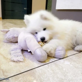 Maluszek Samoyed ZKwP FCI