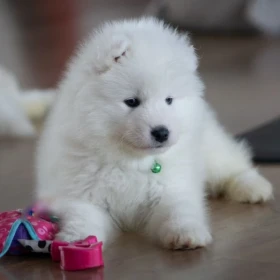 Maluszek Samoyed ZKwP FCI