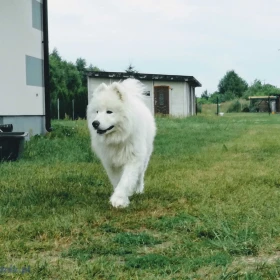 Maluszek Samoyed ZKwP FCI