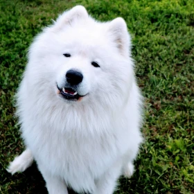 Maluszek Samoyed ZKwP FCI