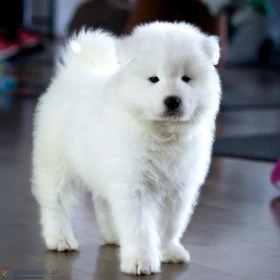 Maluszek Samoyed ZKwP FCI