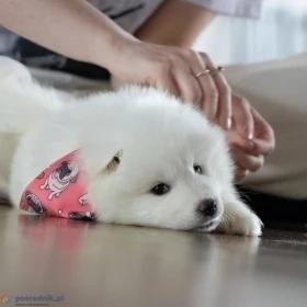 Maluszek Samoyed ZKwP FCI