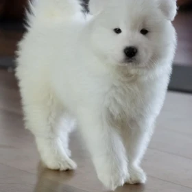 Maluszek Samoyed ZKwP FCI