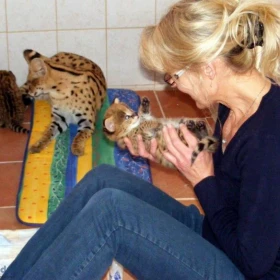 Kocięta Ocelot i Savannah z pięknym Karakalem