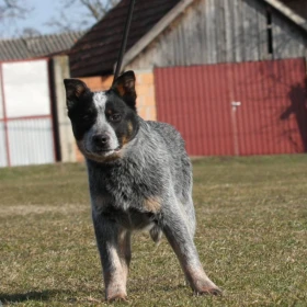 Szczenięta Australian Cattle Dog