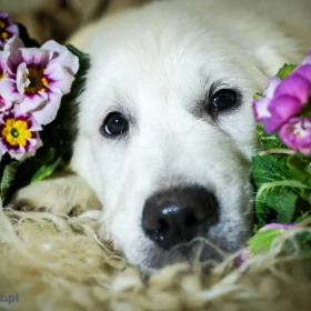 Szczenięta i młode psy rasy Golden Retriever na sprzedaż