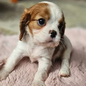 Cavalier King Charles Spaniel ZARAZ DO ODBIORU