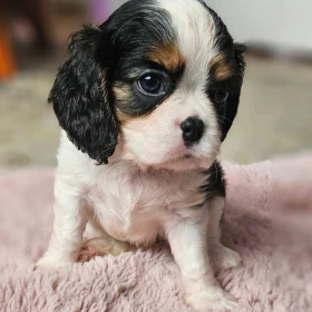 Cavalier King Charles Spaniel ZARAZ DO ODBIORU