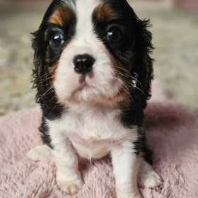 Cavalier King Charles Spaniel ZARAZ DO ODBIORU