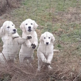 Pieski golden retriever 10tygsprzedam