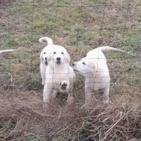 Pieski golden retriever 10tygsprzedam