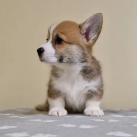 Szczenięta Welsh Corgi Pembroke