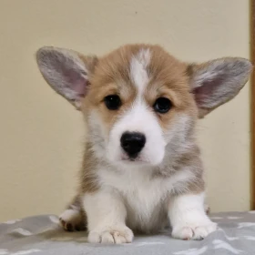 Szczenięta Welsh Corgi Pembroke