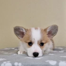 Szczenięta Welsh Corgi Pembroke