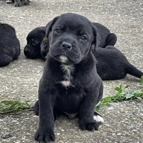 Cane corso szczeniaki