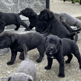 Cane corso szczeniaki