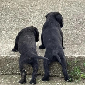 Cane corso szczeniaki