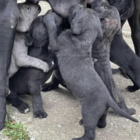 Cane corso szczeniaki