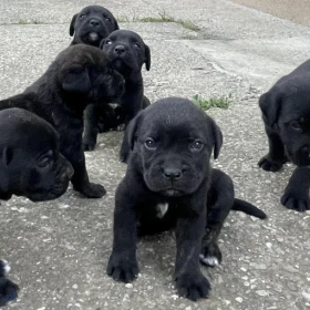 Cane corso szczeniaki