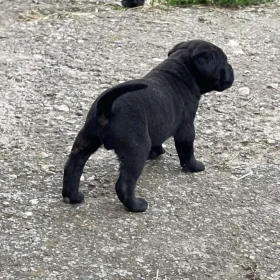 Cane corso szczeniaki