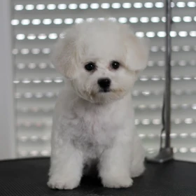 Bichon frise szczenięta
