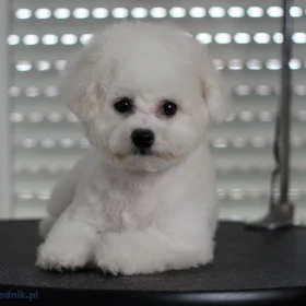 Bichon frise szczenięta