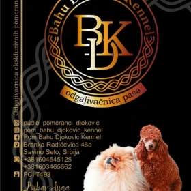 Szczenięta szpica miniaturowego (Pomeranian)