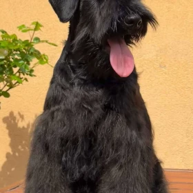 Czarne Szczenięta Schnauzera Miniaturowego
