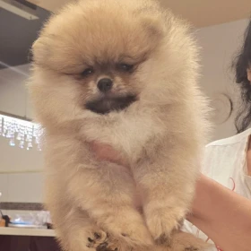 Szpic miniaturowy pomeranian szczenięta