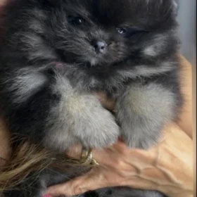 Szpic miniaturowy pomeranian szczenięta