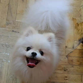 Szpic miniaturowy pomeranian szczenięta