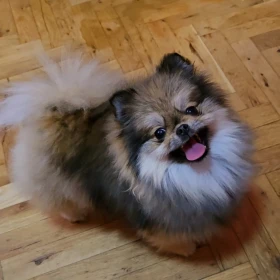 Szpic miniaturowy pomeranian szczenięta
