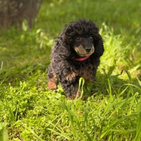 Black & Tan Toy Pudel