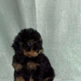 Black & Tan Toy Pudel