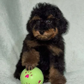 Black & Tan Toy Pudel